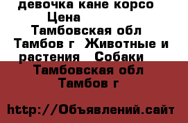 девочка кане корсо › Цена ­ 15 000 - Тамбовская обл., Тамбов г. Животные и растения » Собаки   . Тамбовская обл.,Тамбов г.